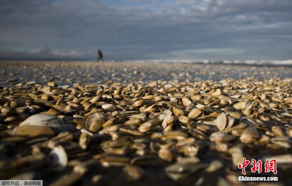 智利南部海域赤潮爆发 死亡动物遍布海滩