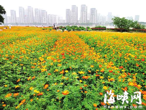 硫华菊下周迎来最佳观赏期