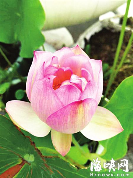 福州闽江公园“灰姑娘”逆袭 今夏最先开(图)