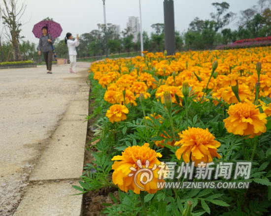 福州连江最大江滨公园开放 五色花海吸引游客