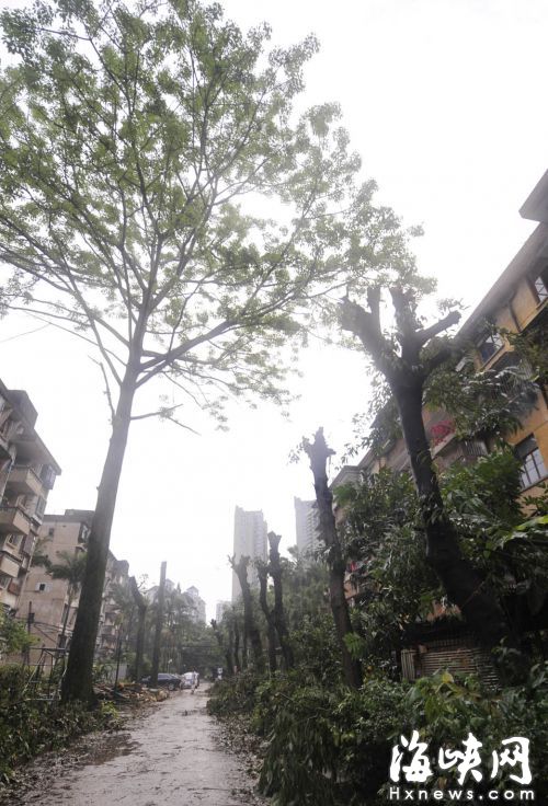 福州怡园小区10棵大树被“剃光头” 只剩树干