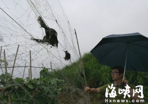 千余爱鸟志愿者 加入“破网”行动