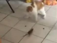 小猫被老鼠追着跑 网友大呼“猫界耻辱”