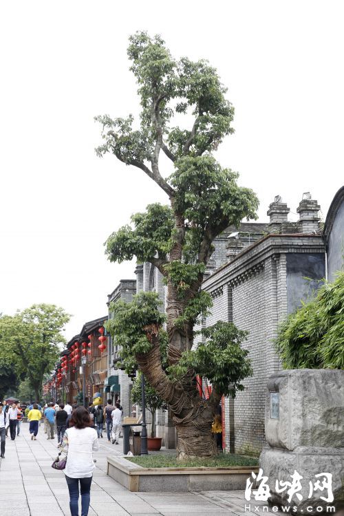 南后街南洋楹老树在闽侯苗圃疗养 换成古荔枝