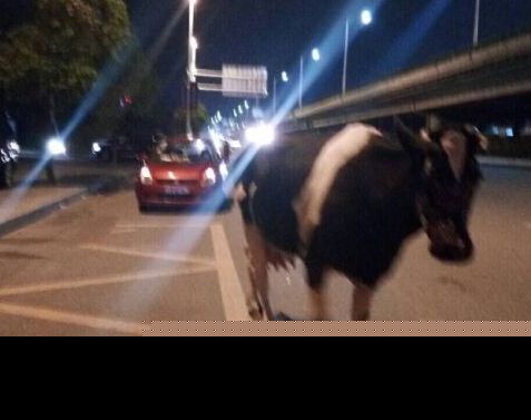 一头奶牛在三环路奔跑　网友供图