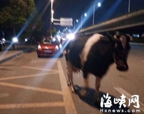 奶牛三环路火车站北广场附近奔跑 过路车险撞上