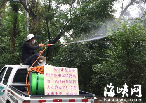 鼓山灌木丛“毛虫大军”猖獗 树叶被啃食