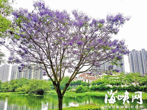 美翻了！初夏福州，蓝紫色花树回归(图)