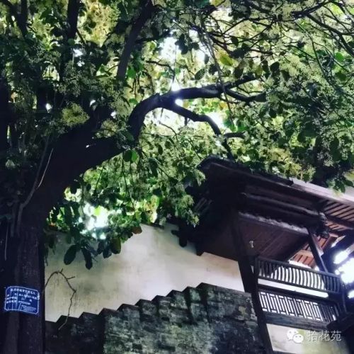 水中福道、江心公园花展 福州的五月要美哭了（2）