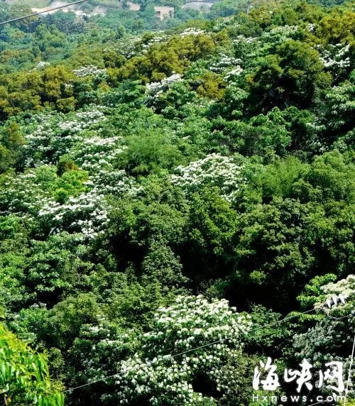 水中福道、江心公园花展 福州的五月要美哭了（2）