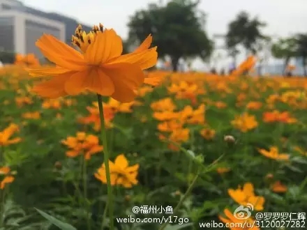 水中福道、江心公园花展 福州的五月要美哭了（3）