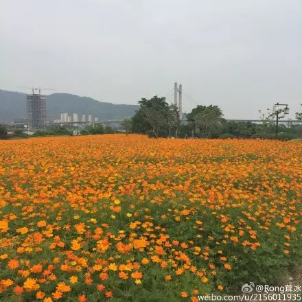 水中福道、江心公园花展 福州的五月要美哭了（3）