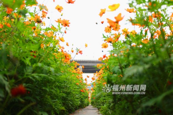 初夏花海公园 5万多平方米硫华菊花开正闹