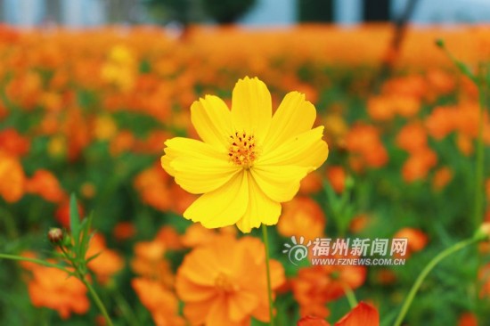 初夏花海公园 5万多平方米硫华菊花开正闹