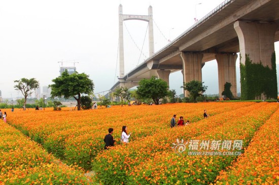 初夏花海公园 5万多平方米硫华菊花开正闹