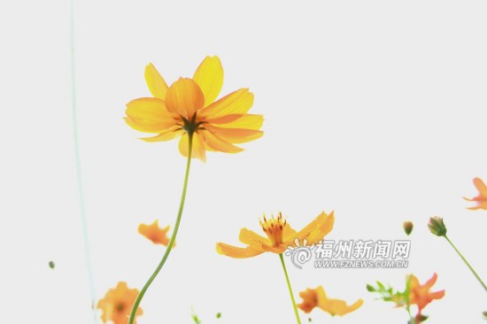 初夏花海公园 5万多平方米硫华菊花开正闹