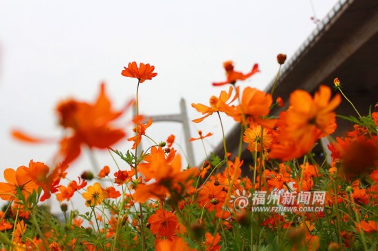 初夏花海公园 5万多平方米硫华菊花开正闹
