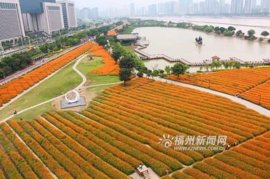 初夏花海公园 5万多平方米硫华菊花开正闹