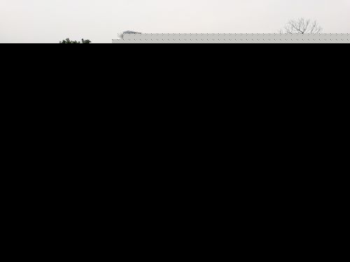 福州花海公园硫华菊盛开 吸引众多游客拍照