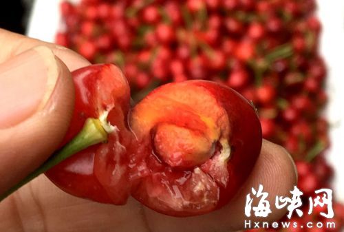 网传樱桃核有剧毒嚼碎会致命？专家：几无中毒可能