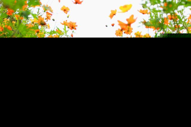福州花海公园5万多平方米硫华菊争奇斗艳