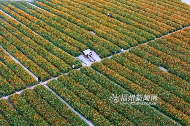 福州花海公园5万多平方米硫华菊争奇斗艳