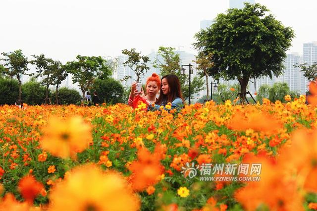 福州花海公园5万多平方米硫华菊争奇斗艳