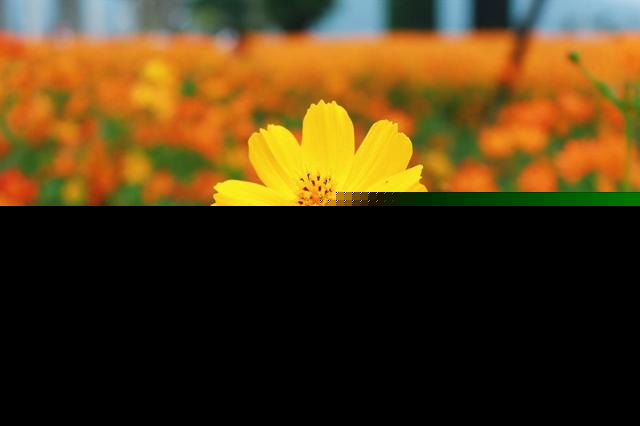 福州花海公园5万多平方米硫华菊争奇斗艳