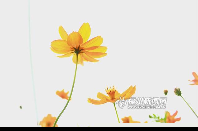 福州花海公园5万多平方米硫华菊争奇斗艳