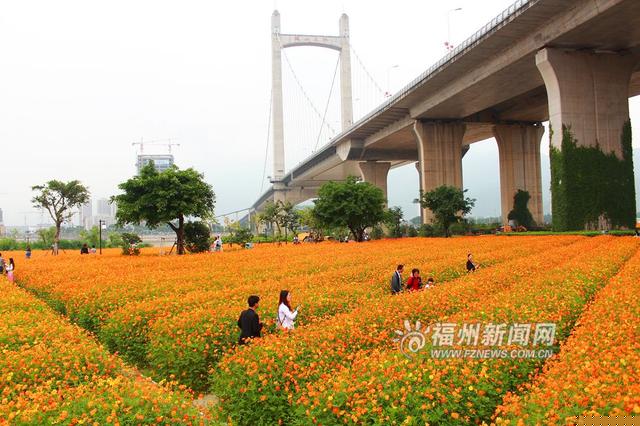 福州花海公园5万多平方米硫华菊争奇斗艳