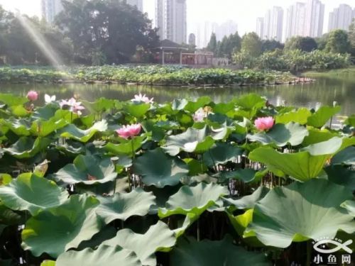 福州人看过来！6月还有这么多好消息在等你！（2）