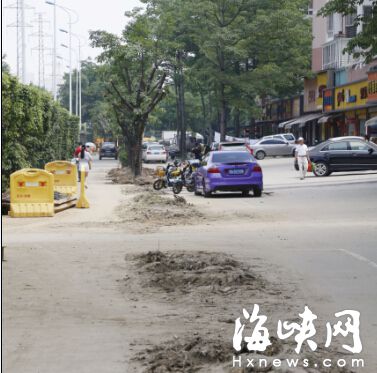 福州建新中路施工 高压电缆下地要移百棵大树