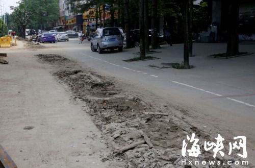 福州建新中路施工 高压电缆下地要移百棵大树