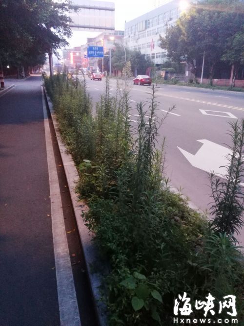 福州金洲北路花坛杂草1米多高 部门：尽早绿化