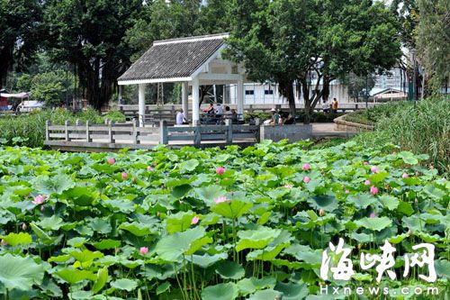 福州进入“烧烤模式” 市民纳凉赏花有去处