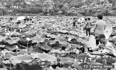 金山公园12万株荷花陆续盛开 7月底是最佳观赏期