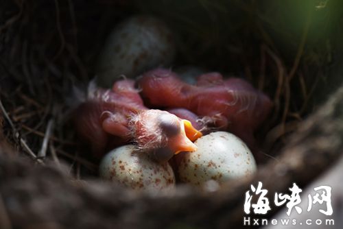 5月13日，刚出世的小鸟十分柔弱