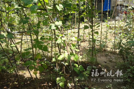 福州吉元小区架空层堆满杂物 绿地被开垦养鸡鸭