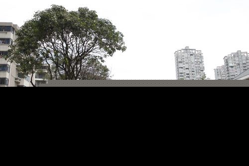 原先一侧的大树完整保留，另一侧行道树进行了平移 &nbsp;
