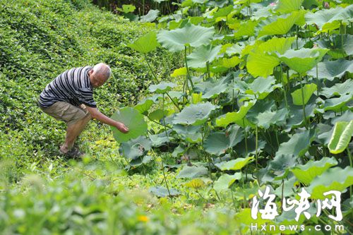 福州光明港公园有人偷荷叶 用荷叶泡茶解暑
