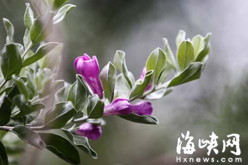 这植物能预测风暴？喜欢在天气极端变化时开花