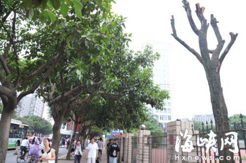 师大校区羊蹄甲被“剃头”追踪 园林介入调查 