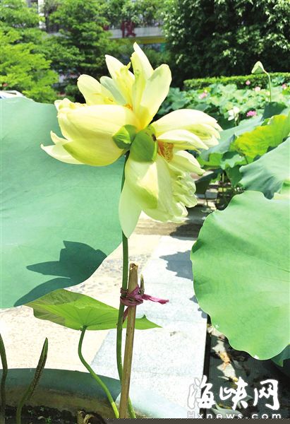 福州首株白色并蒂莲绽放 想看今天是最后一天