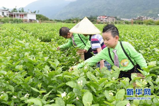 永泰茉莉花开 游客到田间参与采花和制作花环