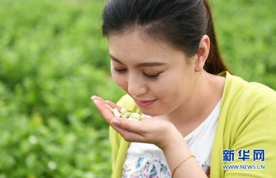 永泰茉莉花开 游客到田间参与采花和制作花环