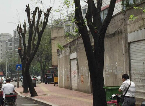 福州朝阳路数十棵枝繁叶茂羊蹄甲突遭“剃头”