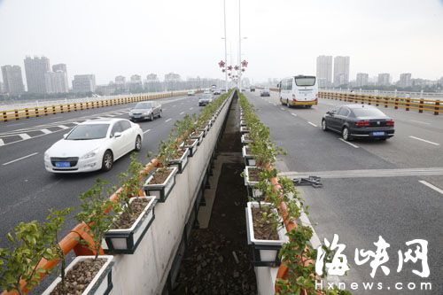 金山大桥中间护栏上种植了三角梅