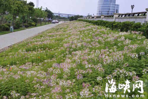 福州花海公园东侧8亩醉蝶花盛放 犹如翩翩起舞的蝴蝶