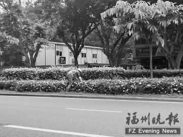 福州白马南路绿化带 又现“采花大妈”