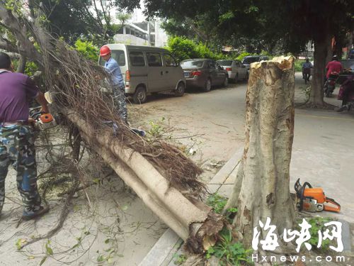 胸径约40厘米大树拦腰断两车被砸 有被环切痕迹